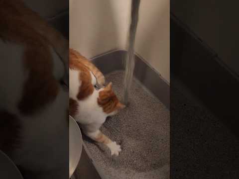 고양이 화장실 모래 갈아준 반응 ㅋㅋ ㅋ #고양이 #고양이화장실 #고양이모래