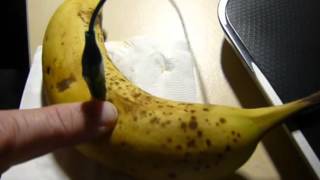 microbit fruit keyboard