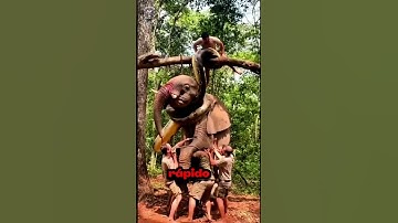Terrifying Scene! Python Hoists Elephant Into the Air — Rescue Team Acts Fast! #WildBattle #OMGScene