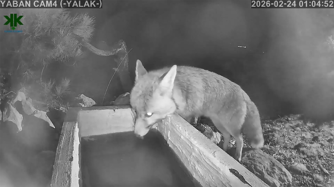 Ayağı sakat tilki kardeş sahurluk suyunu içmeye yalağımıza geldi hoş geldi.. 🦊 ❤️ 💦