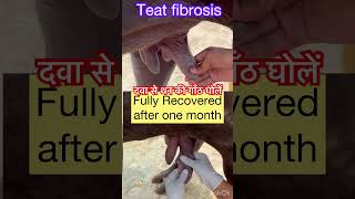 Treatment of teat fibrosis l Mastitis l dr Umar Khan