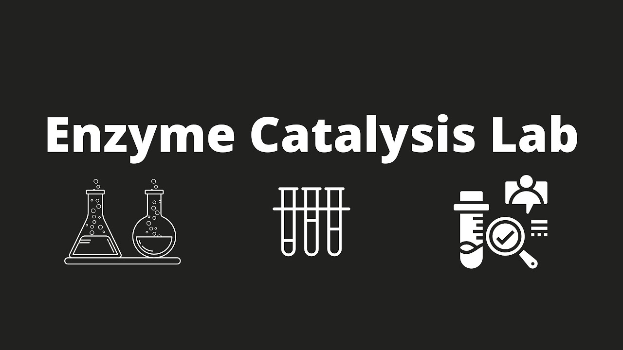 Biology Lab 6 Enzyme Catalysis Video YouTube biology-lab-6-enzyme-catalysis-video-youtube
