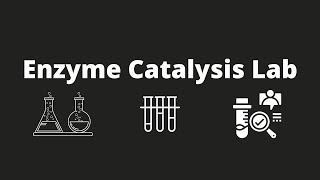 Biology - Lab 6  Enzyme Catalysis Video