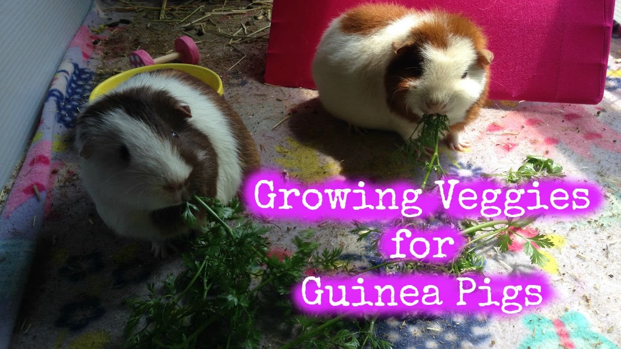 Growing Vegetables for Guinea Pigs YouTube