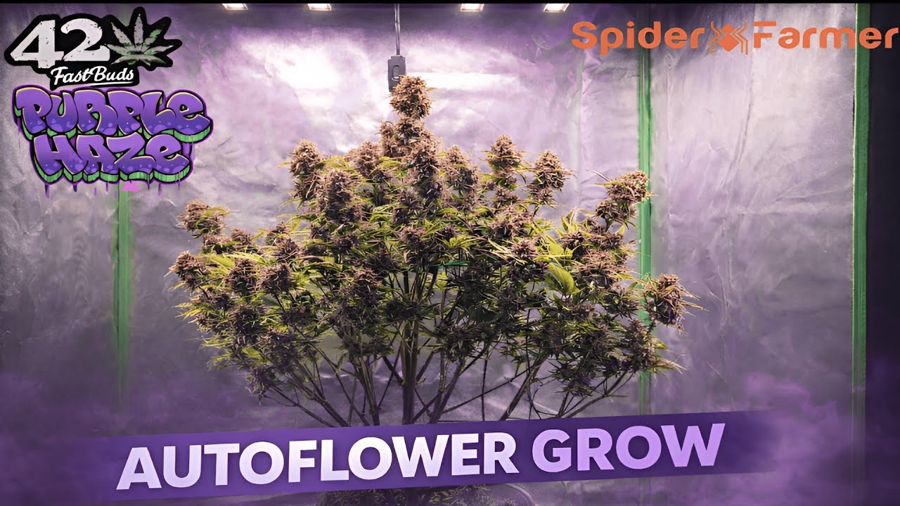 Autoflower Indoorgrow 🍁 Finales Ergebnis der Pflanze mit LST-Tie Down #video #spiderfarmer #tutorial