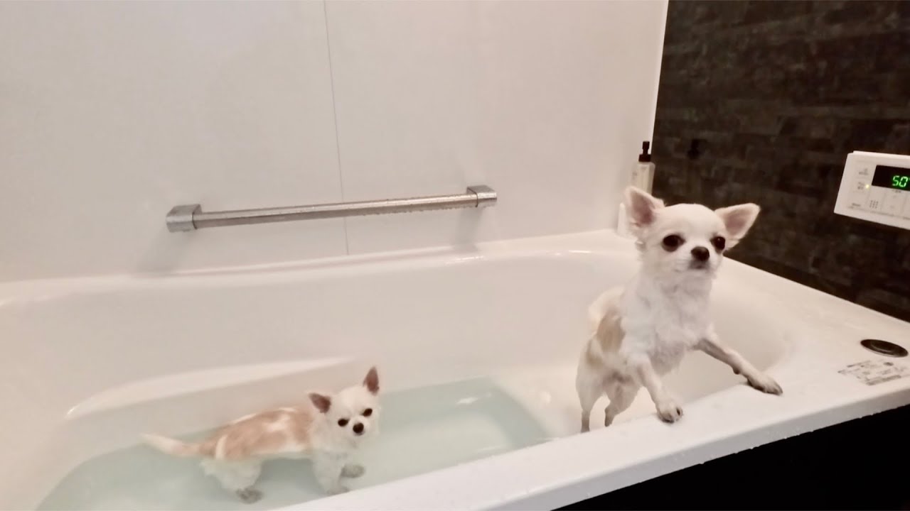 【silent vlog】双子チワワのふつうの一日