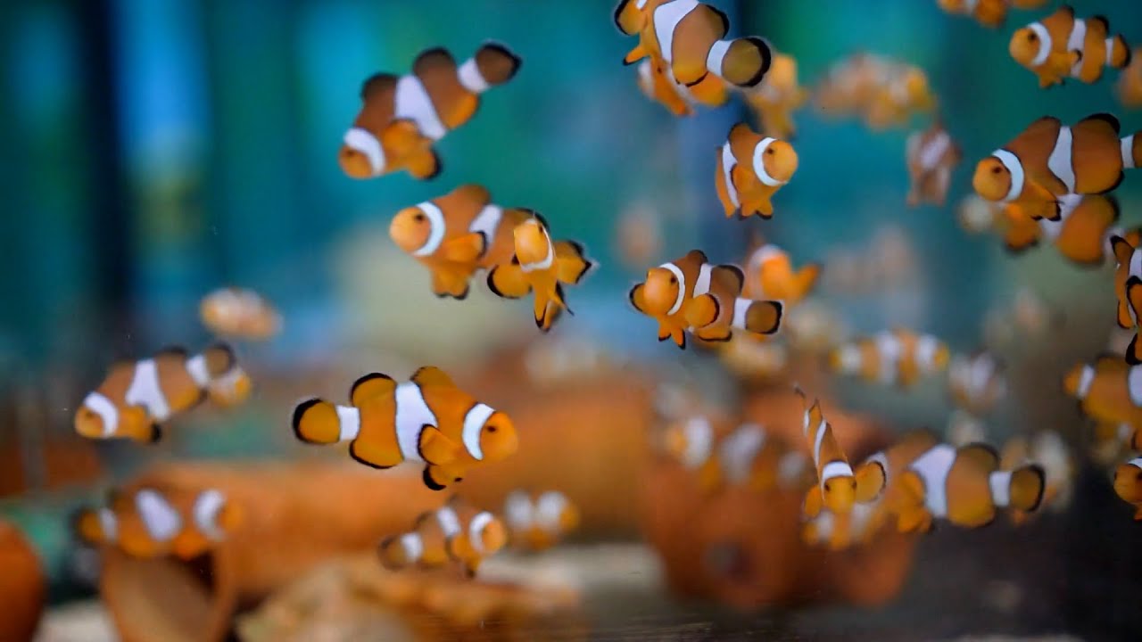 The Amazing Clownfish! - YouTube