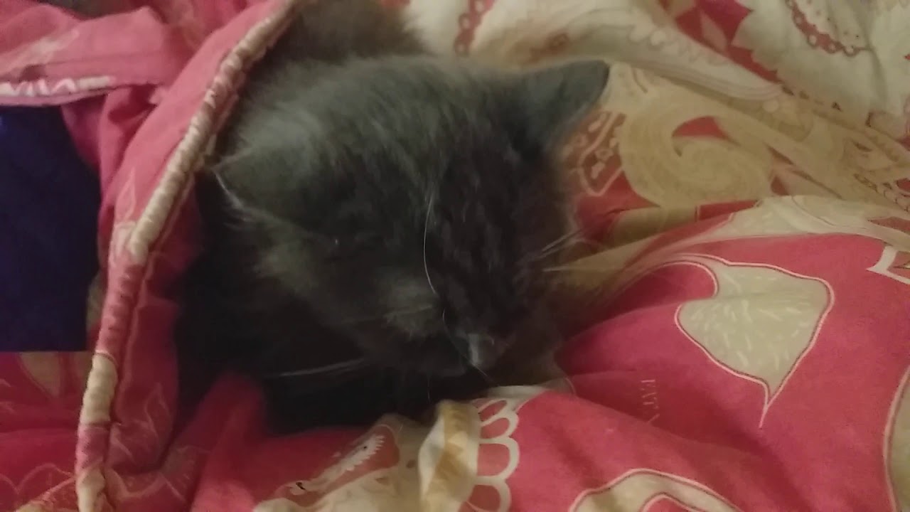 Tanda-tanda kucing sakit - YouTube