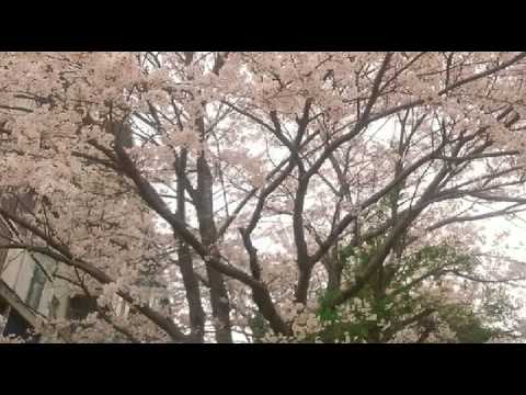 [everysing] 変わらないもの