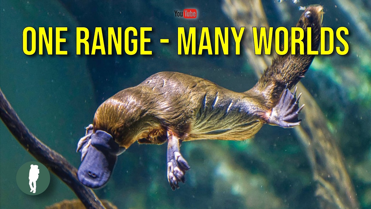 The Hidden Wildlife of Australia's Great Dividing Range | 4K Documentary