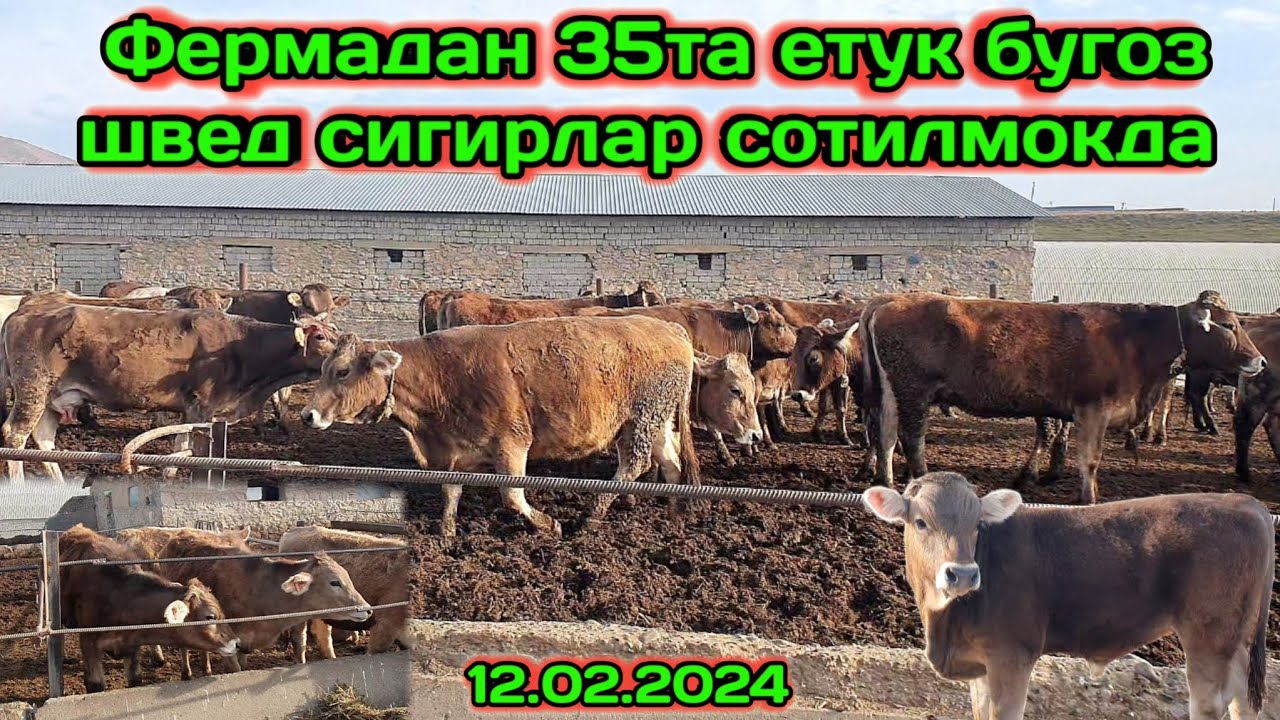 Китоб туманида 2чи 3чи КОРИНГА ЕТУК БУГОЗ ШВЕД СИГИРЛАР ВА 100ТА БУЗОК #бозор тренди #molbozor