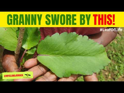 The Leaf That HEALS! #🇯🇲