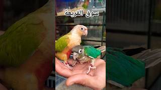 سوق القريعة للطيور الدار البيضاء عشاق صغار الببغاء