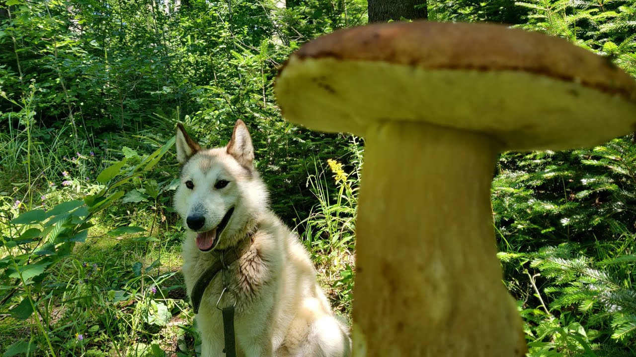 Великі БІЛІ ГРИБИ ростуть у лісах Карпат 