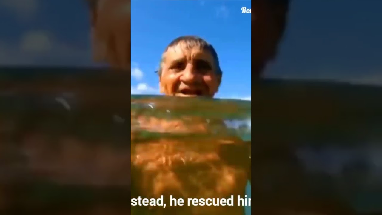 Penguin true friendship story 