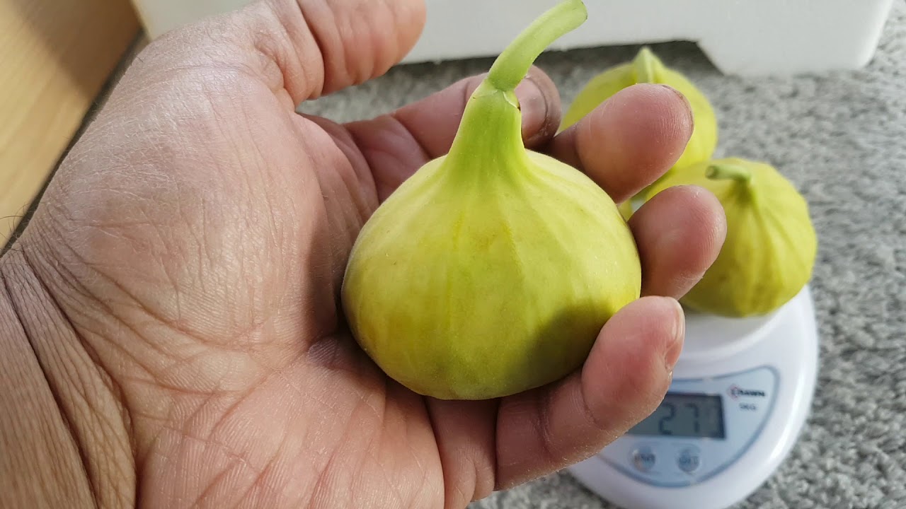 تين السوري جاسم  والتين الاسباني الاصفر الجامبو والفرق بين النوعين والوزن  لنوعوين