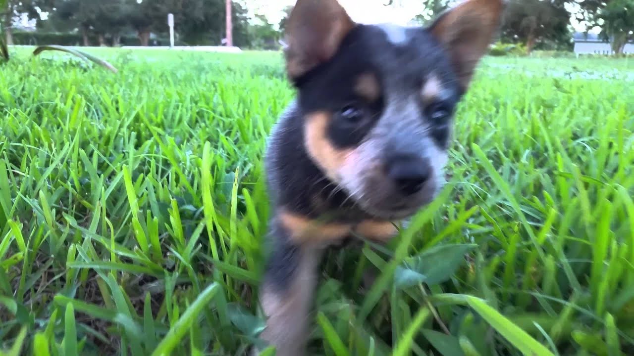 cute blue heeler puppies