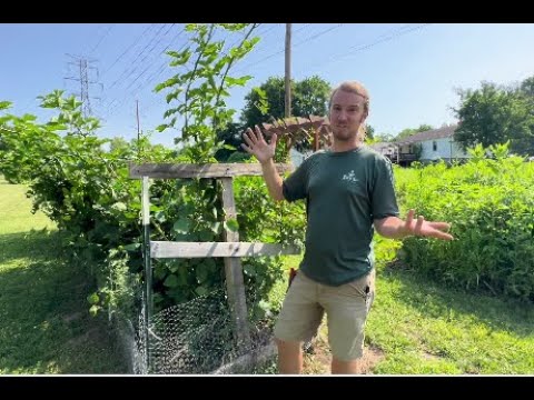 Blackberries: How to Grow Them on a Trellis & Pruning to Get More Fruit hqdefault