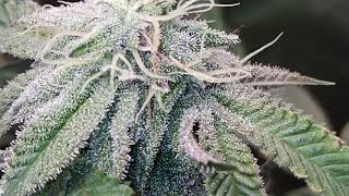 Mac1, Runtz, Zkittles in Bloom Day 33 Trichome Check!