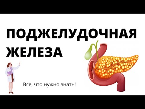 Поджелудочная железа для ЕГЭ