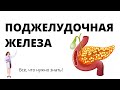 Поджелудочная железа для ЕГЭ