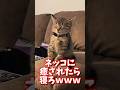 ネッコの動画で癒されたら寝ろwww #2ch #2ch動物スレ #2ch面白いスレ #動物 #犬 #猫 #癒やし #ねこ
