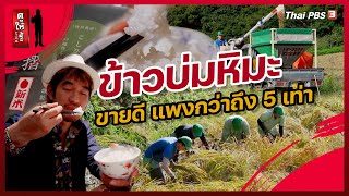 ข้าวบ่มหิมะ ขายดี แพงกว่าถึง 5 เท่า | ดูให้รู้ Dohiru [CC]