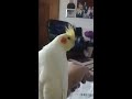 Psycho the crazy Cockatiel