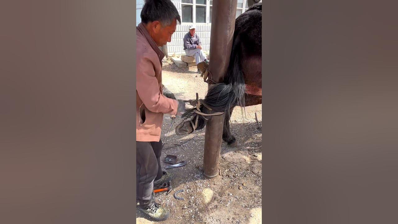 The ancient method of donkey hoof trimming, combined with hoof grinding