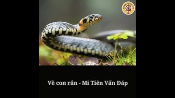 Về con rắn - Mi Tiên Vấn Đáp