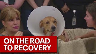 Chandler animal abuse case: Dogs reunited with previous rescues