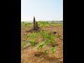 dry polluted land turned into a green forest 🌱|| river restoration