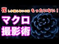 花しか撮らないのはもったいない！マクロレンズ プロの撮影術｜フォトアドバイスちゃんねる Vol.28