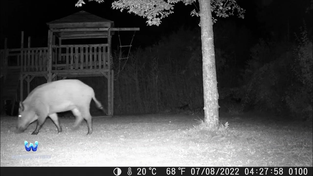 Wildschweine im Garten Coolife H953 Folge 21 wildboar YouTube