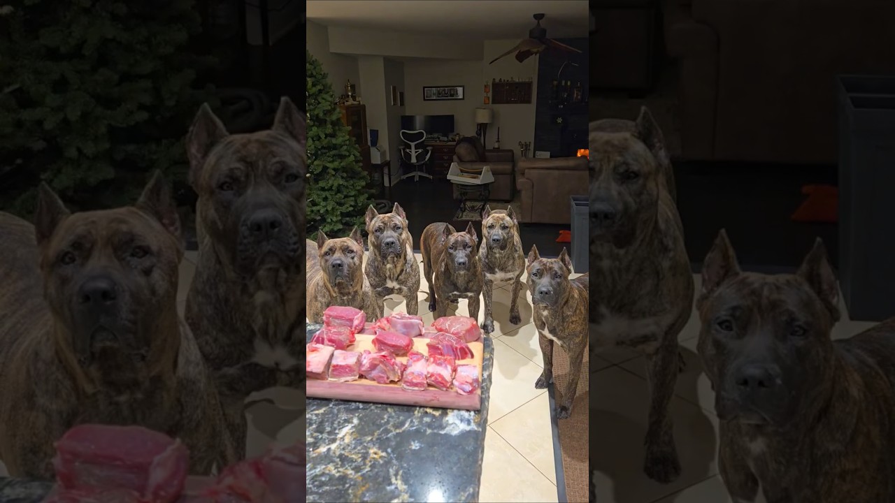 Hungry Hippos 🦛 I mean Presas 🐶