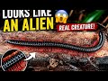 Amazing Red & Black Millipede Crawling in the Forest | Relaxing Nature Wildlife Video