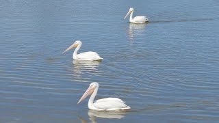 Pelícanos, visitantes en La Laguneta, Matamoros, Tamaulipas