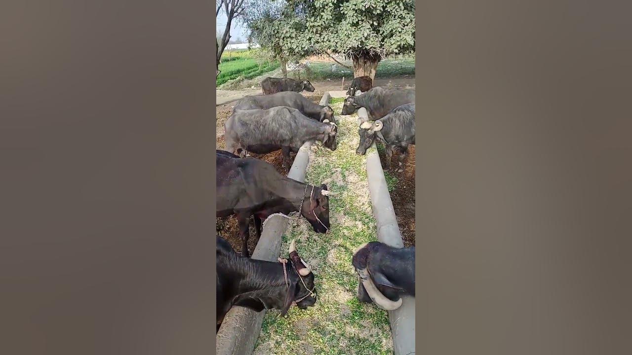buffalo-farm-in-panjab-pakistani-buffalo-dairy-farm-buffalo-dairy-farm