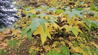 Liquidambar styraciflua ambroň západní
