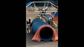 Dogs Race  🏁  Dogs Agility competition 