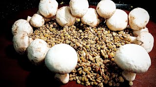 Sadece Mantar Ve Mercimek 🍄 Bağımlılık Yapacak Bu Tarifi Daha Önce Denediniz Mi ❗Lezzet Harikası 🍄