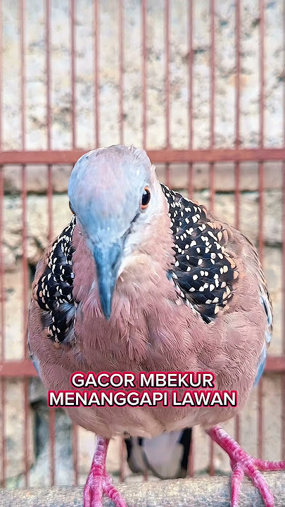 SUARA MBEKUR MENANGGAPI LAWAN #shorts #shortsfeed #shortvideo #short #shortsvideo #sound #song