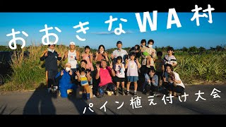 【おおきなWA村】農業を通して繋がる輪！沖縄でパイナップルの植え付け体験！【トロピカリ農園】Full Ver（字幕なし）