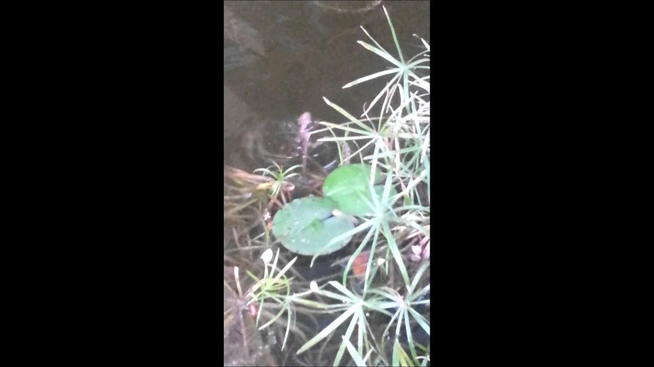 Diamond Backed Water Snake eating a goldfish'