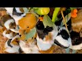 クリスマスツリーあげたら、モルモットツリーになった件w Guinea pig eat Xmas tree