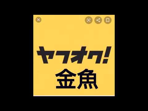 ヤフオク金魚 凄い方を発見しました Youtube