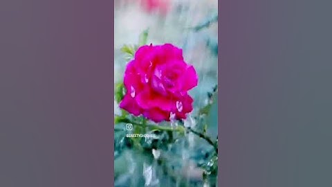 Thumbnail of Mera kuch saman #short#vidio#viral#status#vidio,❤️❤️❤️❤️❤️❤️❤️❤️❤️❤️❤️❤️❤️❤️