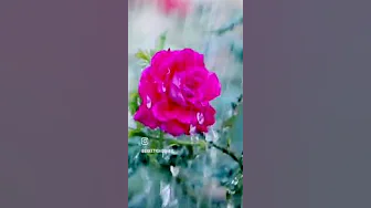 Mera kuch saman #short#vidio#viral#status#vidio,❤️❤️❤️❤️❤️❤️❤️❤️❤️❤️❤️❤️❤️❤️ Mera kuch saman #short#vidio#viral#status#vidio,❤️❤️❤️❤️❤️❤️❤️❤️❤️❤️❤️❤️❤️❤️
