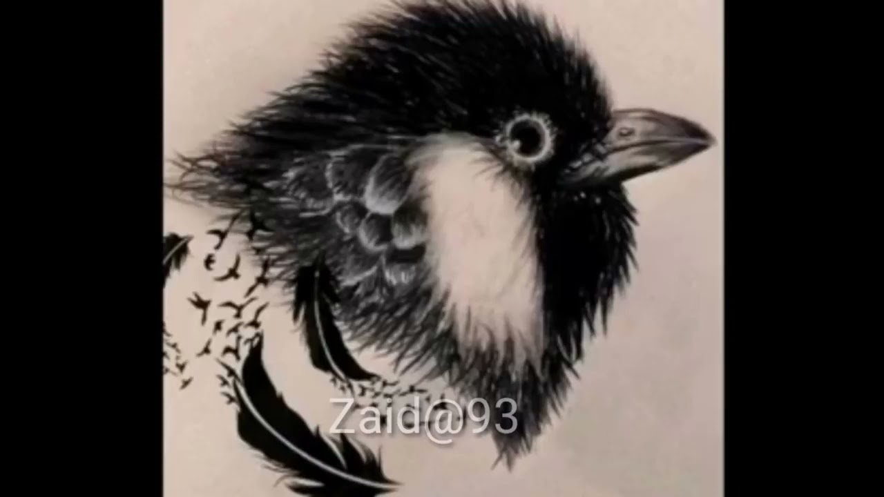 تغريد بلبل وحشي طور لسانات قديمه