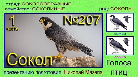 Сокол. Часть 1. Голоса птиц